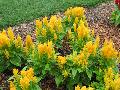 Fresh Look Yellow Celosia / Celosia 
